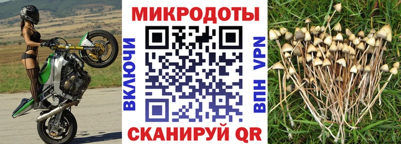Псилоцибиновые грибы Cubensis  Лермонтов 